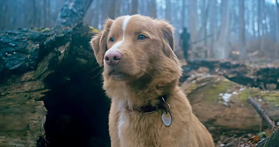 电影《好狗狗》：给狗个面子，毕竟是学了三年表演的首部狗演剧-可汗博客